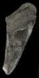 Serrated, Partial, Megalodon Tooth - Georgia #47622-1